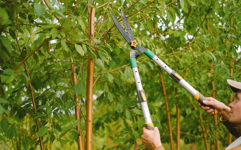 Tree trimming in Litchfield, IL